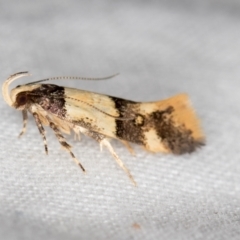 Macrobathra hamaxitodes (A Gelechioid moth) at Melba, ACT - 21 Jan 2021 by Bron
