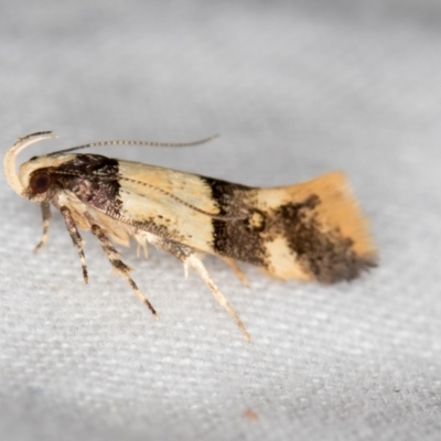 Macrobathra hamaxitodes (A Gelechioid moth) at Melba, ACT - 22 Jan 2021 by Bron