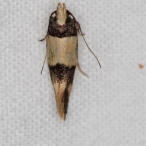 Macrobathra hamaxitodes at Melba, ACT - 22 Jan 2021