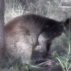 Wallabia bicolor (Swamp Wallaby) at ANBG - 18 Apr 2021 by TimL