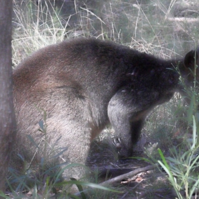 Wallabia bicolor (Swamp Wallaby) at ANBG - 18 Apr 2021 by TimL