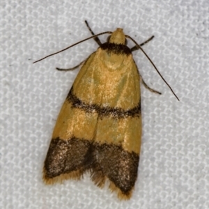 Heteroteucha translatella at Melba, ACT - 22 Jan 2021 12:29 PM