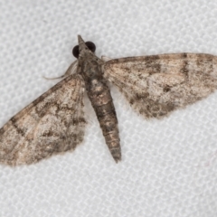 Chloroclystis metallospora (Geometer moth) at Melba, ACT - 22 Jan 2021 by Bron