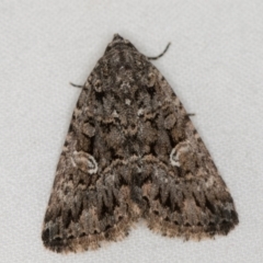 Condica aroana (Small Condica Moth) at Melba, ACT - 22 Jan 2021 by Bron
