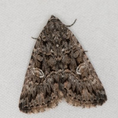 Condica aroana (Small Condica Moth) at Melba, ACT - 22 Jan 2021 by Bron