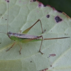 Conocephalus semivittatus (Meadow katydid) at Conder, ACT - 14 Feb 2021 by michaelb