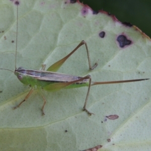 Conocephalus semivittatus at Conder, ACT - 14 Feb 2021 07:48 PM