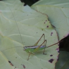 Conocephalus semivittatus at Conder, ACT - 14 Feb 2021