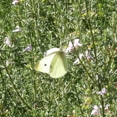 Pieris rapae (Cabbage White) at National Arboretum Woodland - 18 Apr 2021 by AndyRussell