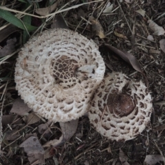 Chlorophyllum sp. at Pollinator-friendly garden Conder - 21 Feb 2021 by michaelb