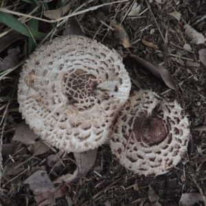 Chlorophyllum sp. at Conder, ACT - 21 Feb 2021 07:44 PM