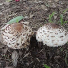 Chlorophyllum sp. at Conder, ACT - 21 Feb 2021 07:44 PM