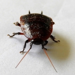 Unidentified Cockroach (Blattodea, several families) at Crooked Corner, NSW - 20 Apr 2021 by Milly