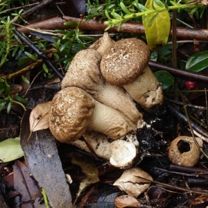 Lycoperdon perlatum at Acton, ACT - 1 Apr 2021