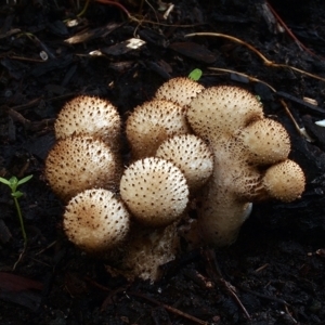 Lycoperdon perlatum at Acton, ACT - 1 Apr 2021 07:32 AM