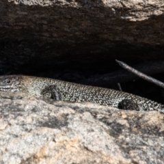 Egernia cunninghami (Cunningham's Skink) at Tennent, ACT - 12 Apr 2021 by SWishart