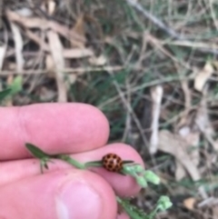 Harmonia conformis (Common Spotted Ladybird) at Majura, ACT - 7 Apr 2021 by Tapirlord