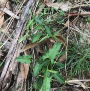 Convolvulus angustissimus subsp. angustissimus at Majura, ACT - 7 Apr 2021