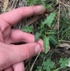 Convolvulus angustissimus subsp. angustissimus at Majura, ACT - 7 Apr 2021