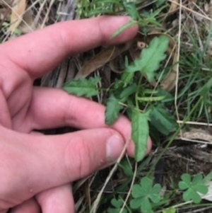 Convolvulus angustissimus subsp. angustissimus at Majura, ACT - 7 Apr 2021