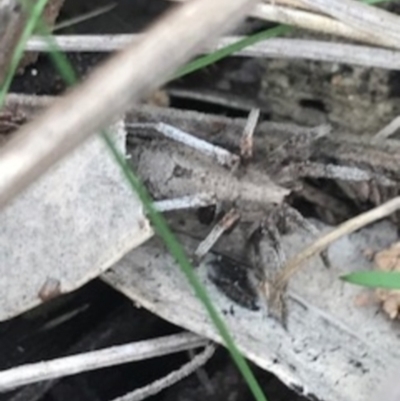 Argoctenus sp. (genus) (Wandering ghost spider) at Majura, ACT - 7 Apr 2021 by Tapirlord
