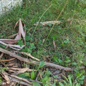 Plantago major at Paddys River, ACT - 8 Apr 2021