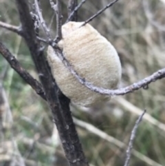 Mantidae (family) (Egg case of praying mantis) at Majura, ACT - 7 Apr 2021 by Tapirlord