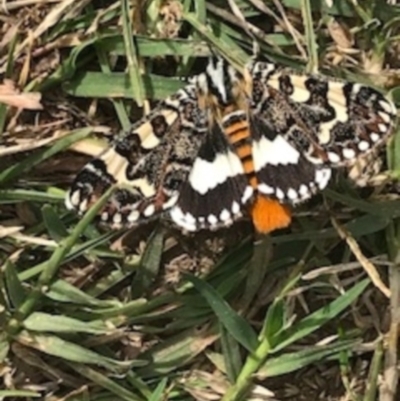 Apina callisto (Pasture Day Moth) at Majura, ACT - 7 Apr 2021 by Tapirlord