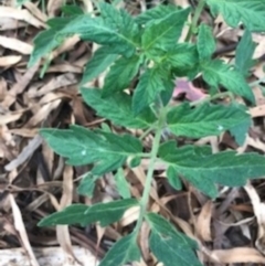 Solanum lycopersicum at Majura, ACT - 7 Apr 2021 12:09 PM