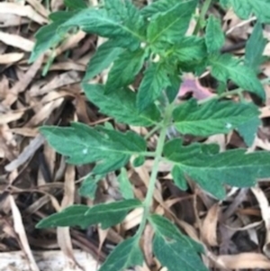 Solanum lycopersicum at Majura, ACT - 7 Apr 2021