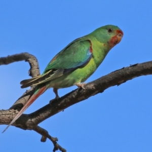 Lathamus discolor at Symonston, ACT - 21 Apr 2021