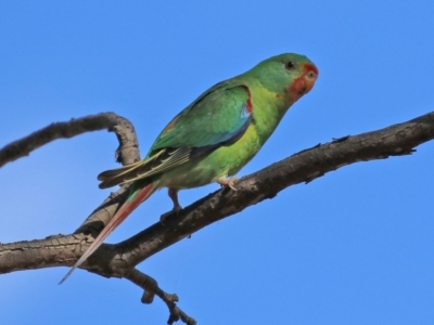 Lathamus discolor (Swift Parrot) at Symonston, ACT - 21 Apr 2021 by RodDeb