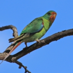 Lathamus discolor at Symonston, ACT - 21 Apr 2021