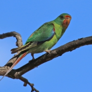 Lathamus discolor at Symonston, ACT - 21 Apr 2021