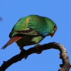 Lathamus discolor at Symonston, ACT - 21 Apr 2021