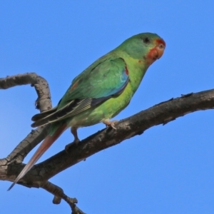 Lathamus discolor at Symonston, ACT - 21 Apr 2021