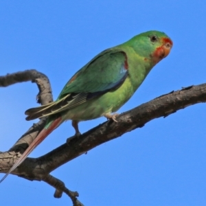 Lathamus discolor at Symonston, ACT - 21 Apr 2021