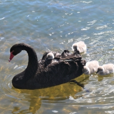 Cygnus atratus (Black Swan) at Gungahlin, ACT - 21 Apr 2021 by TrishGungahlin