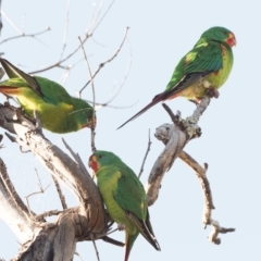 Lathamus discolor (Swift Parrot) at Jerrabomberra, ACT - 20 Apr 2021 by patrickcox