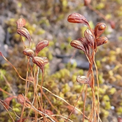 Funaria hygrometrica (Moss) at Bolaro, NSW - 16 Apr 2021 by DavidMcKay