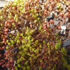 Funaria hygrometrica at Bolaro, NSW - 16 Apr 2021