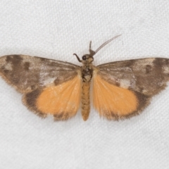 Anestia (genus) (A tiger moth) at Melba, ACT - 22 Jan 2021 by Bron