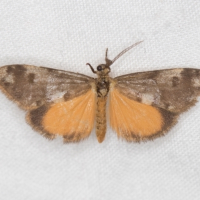 Anestia (genus) (A tiger moth) at Melba, ACT - 22 Jan 2021 by Bron