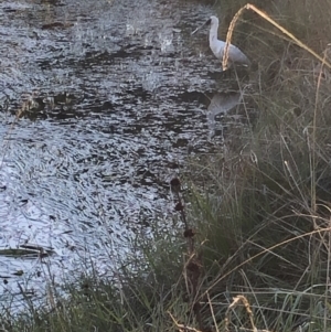 Platalea regia at Amaroo, ACT - 21 Apr 2021 06:35 PM