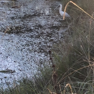 Platalea regia (Royal Spoonbill) at Yerrabi Pond - 21 Apr 2021 by Ramhead