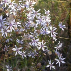 Olearia floribunda at Hackett, ACT - 21 Apr 2021