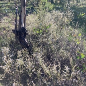 Olearia floribunda at Hackett, ACT - 21 Apr 2021