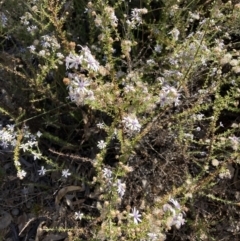 Olearia floribunda at Hackett, ACT - 21 Apr 2021