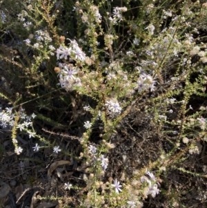 Olearia floribunda at Hackett, ACT - 21 Apr 2021 03:35 PM