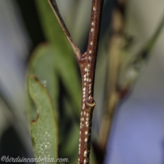 Pulvinaria sp. (genus) (Unidentified Pulvinaria scale insect) at Brindabella, NSW - 28 Mar 2021 by JonSteinbeck